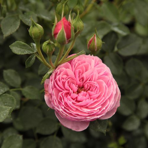 Gärtnerei - Rosa Punch™ - rosa - zwergrosen - diskret duftend - PhenoGeno Roses - -